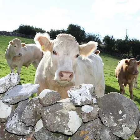 Bed & Breakfast Hill View Farm 3*